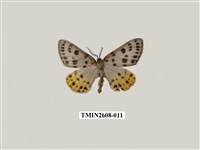 藏品(尺蛾123.a)的圖片